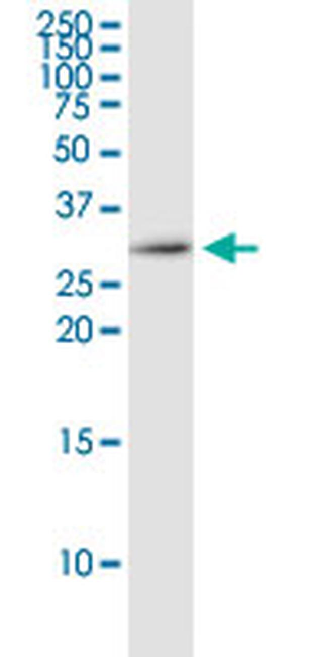 EEF1B2 Antibody in Western Blot (WB)