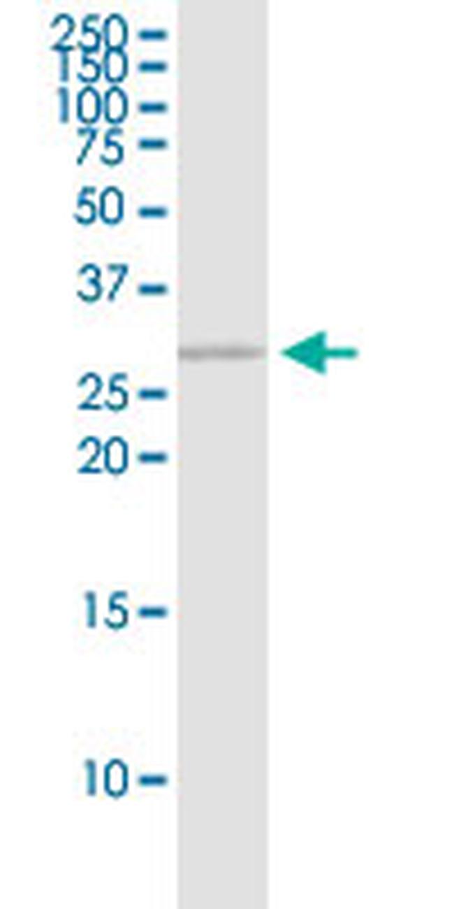 EEF1B2 Antibody in Western Blot (WB)