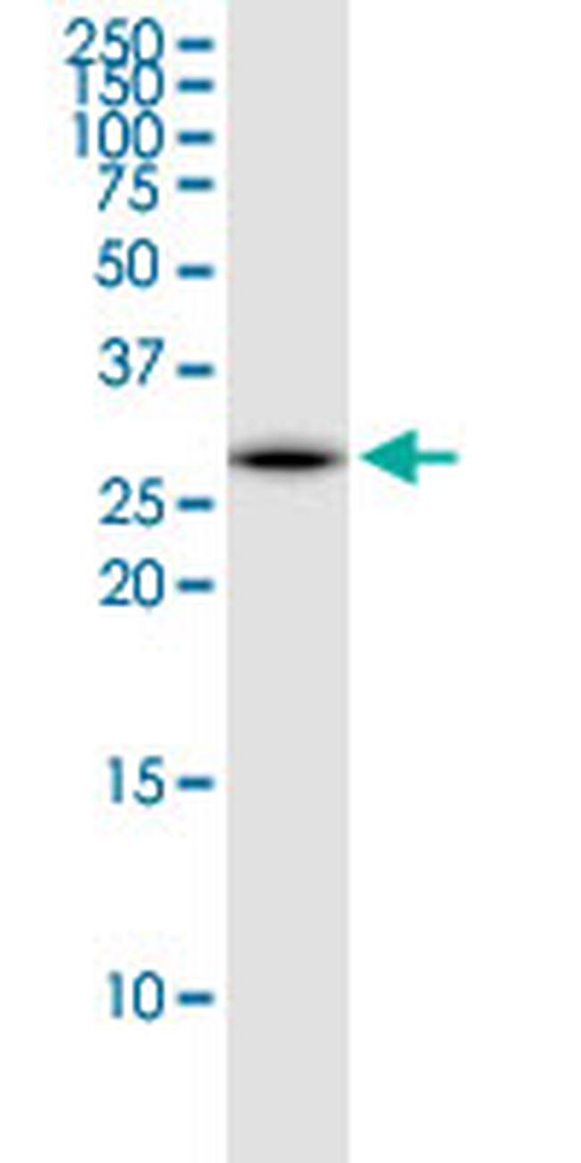 EEF1B2 Antibody in Western Blot (WB)