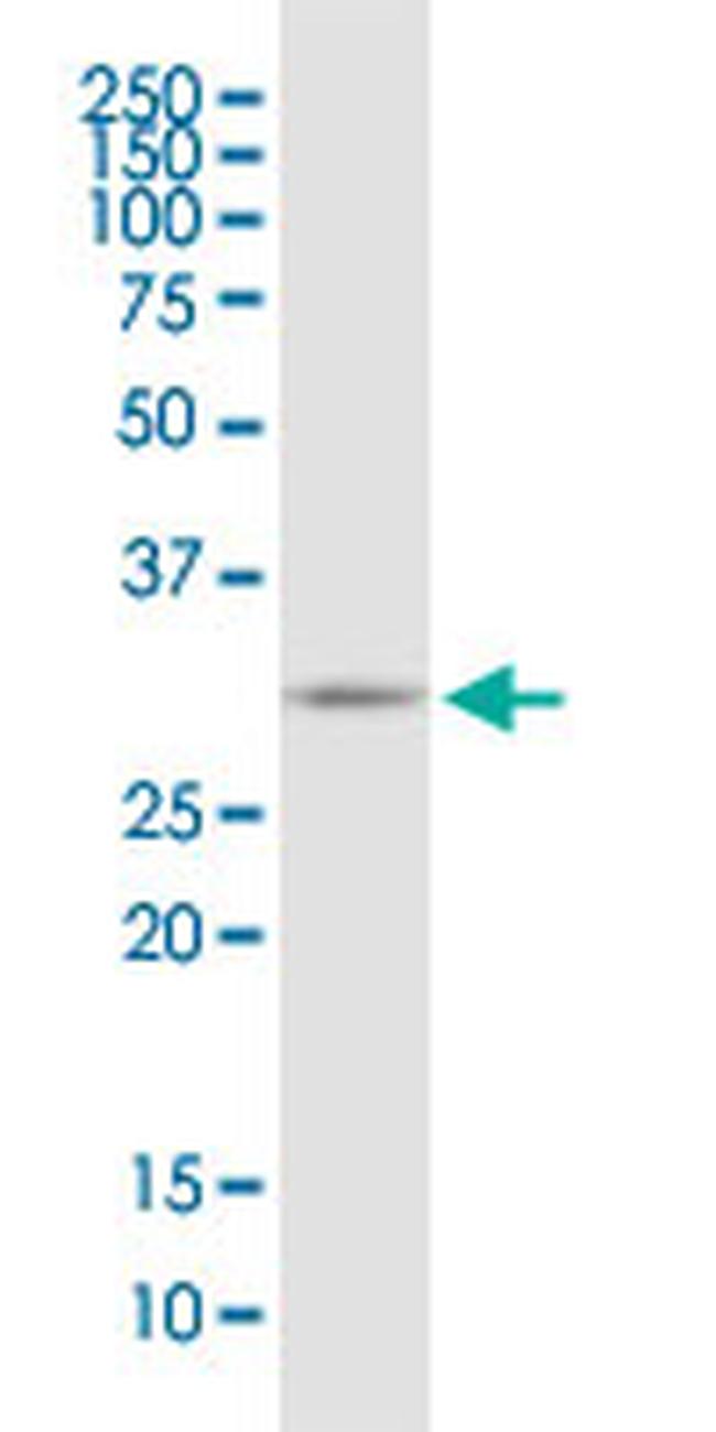 EEF1B2 Antibody in Western Blot (WB)