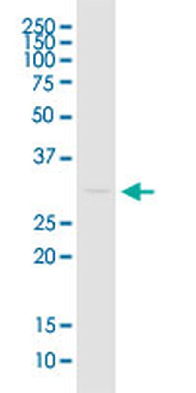 EEF1B2 Antibody in Western Blot (WB)