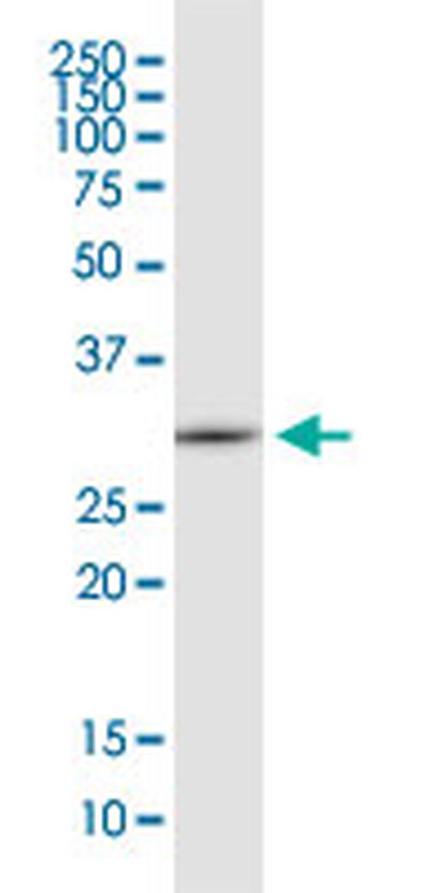 EEF1B2 Antibody in Western Blot (WB)