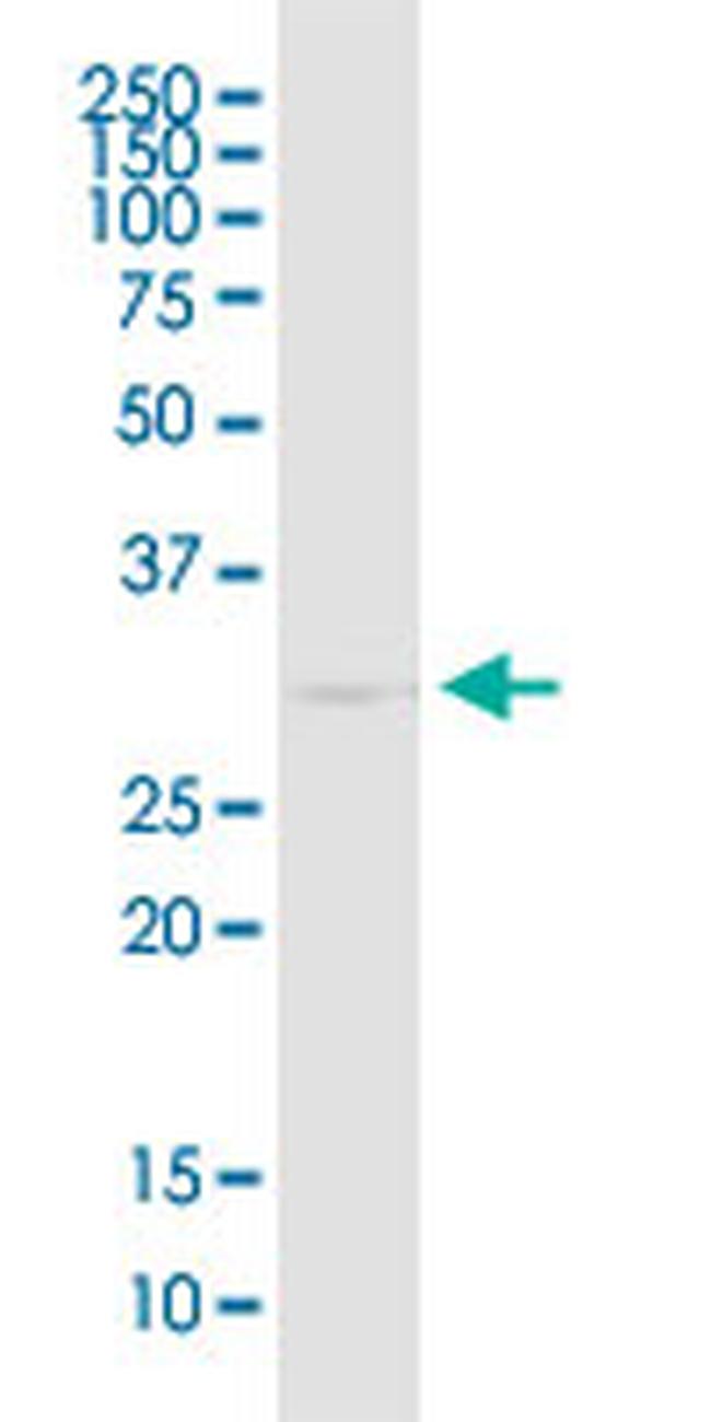 EEF1B2 Antibody in Western Blot (WB)