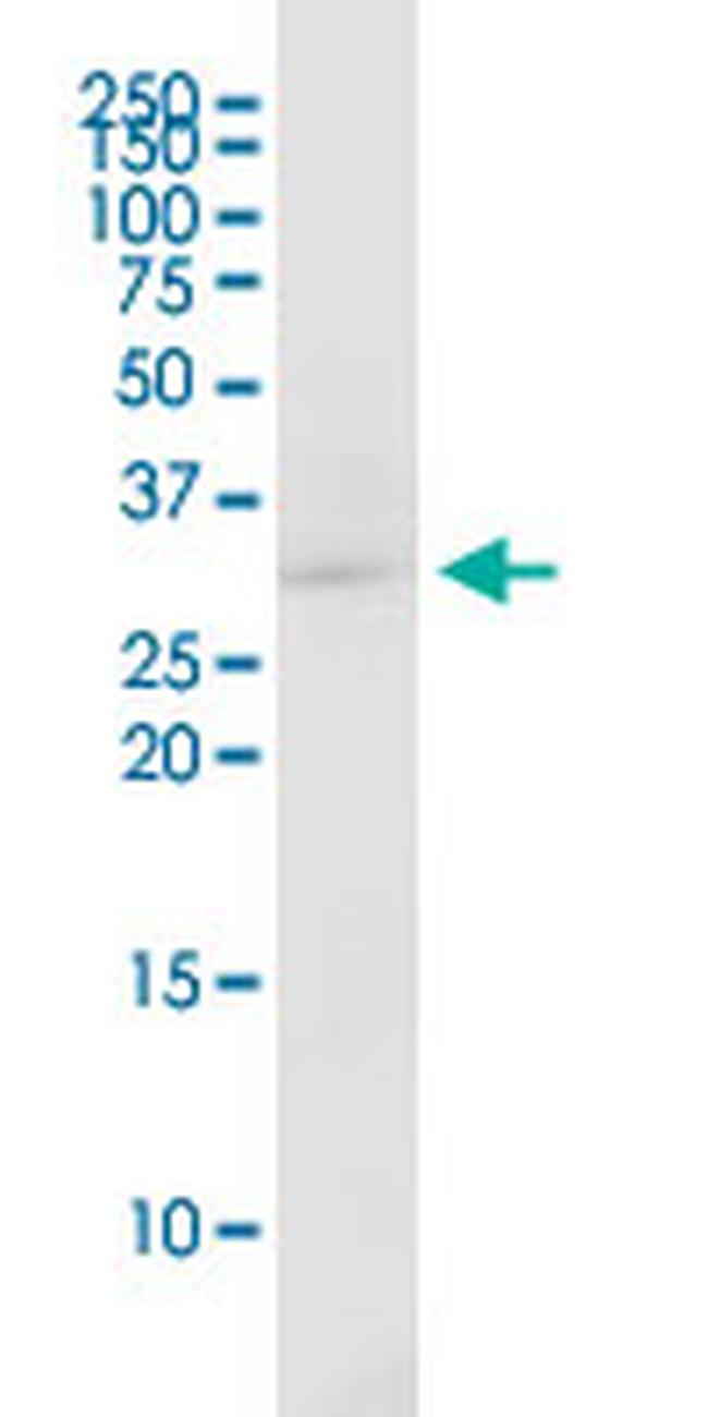 EEF1B2 Antibody in Western Blot (WB)