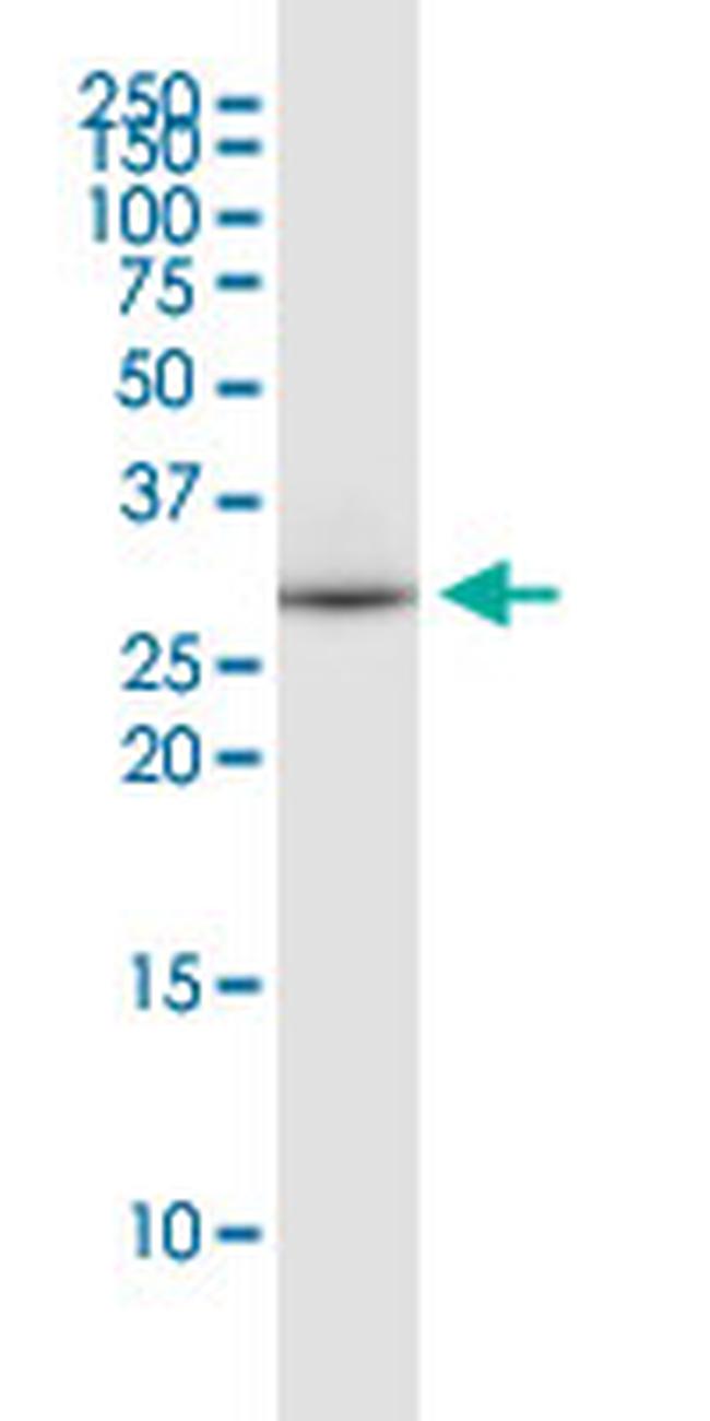 EEF1B2 Antibody in Western Blot (WB)