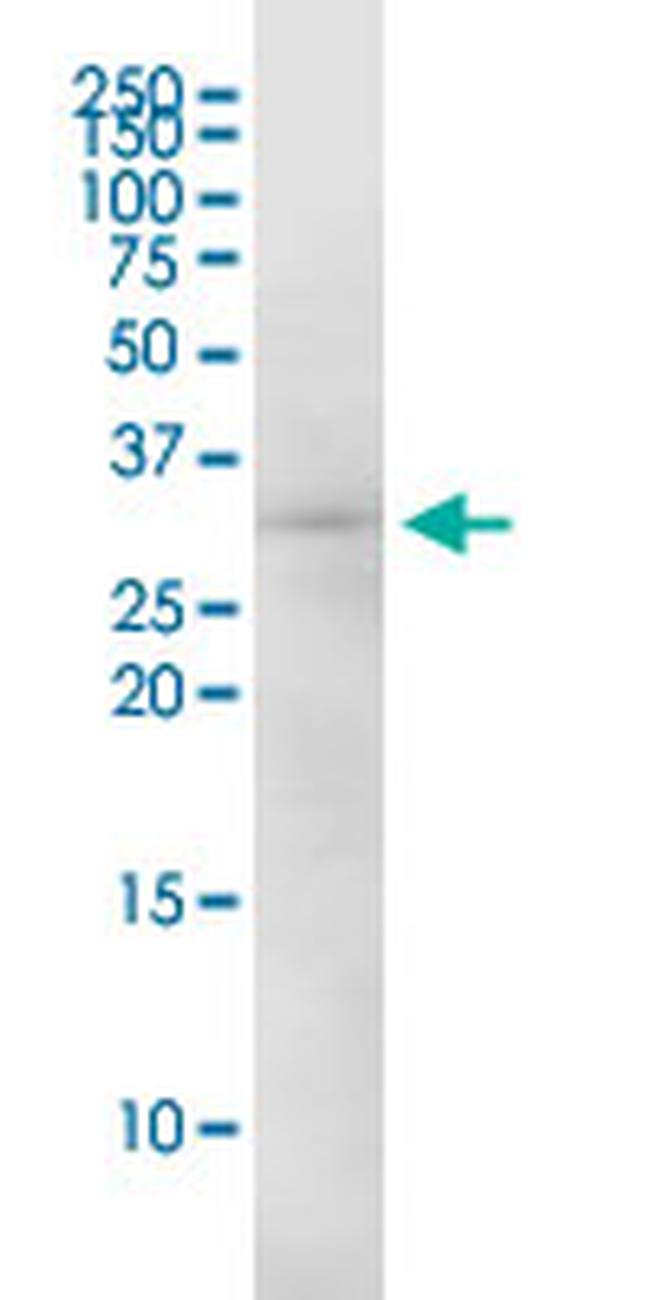 EEF1B2 Antibody in Western Blot (WB)