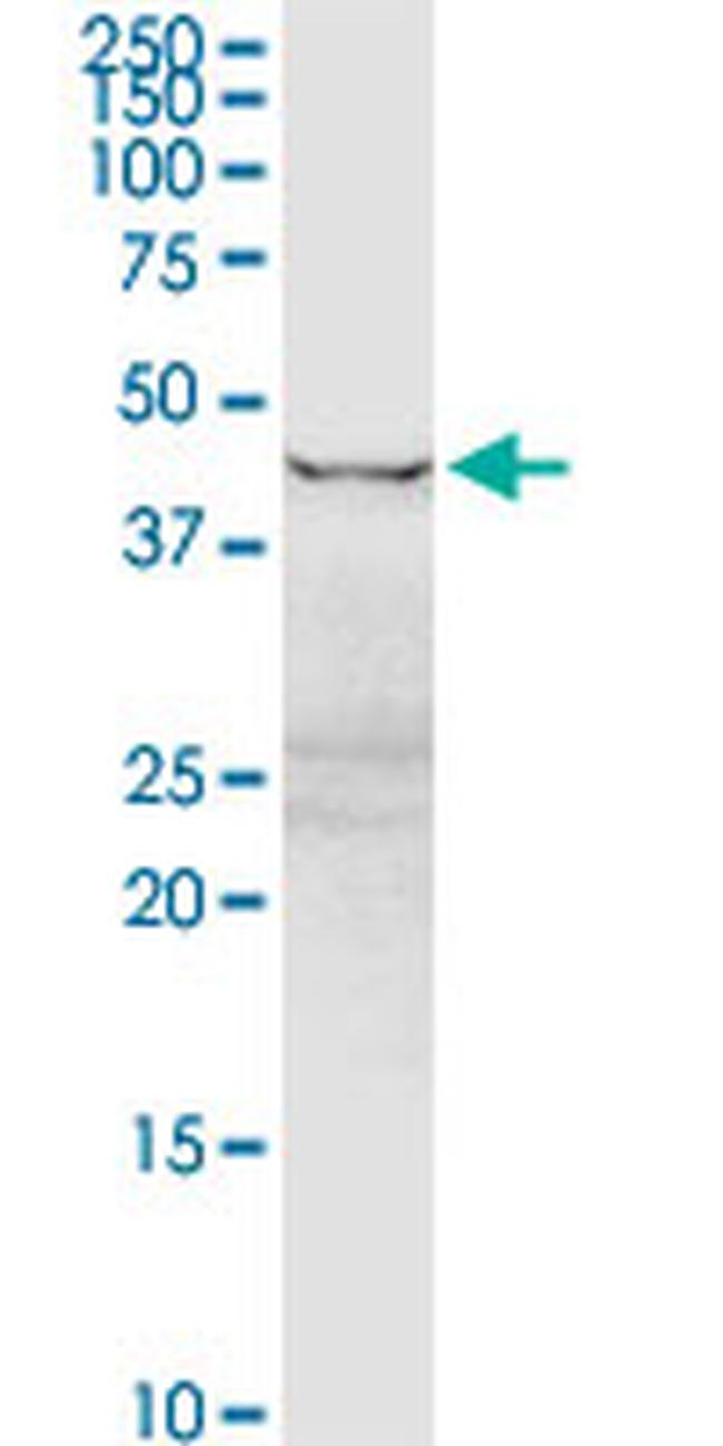 EEF1G Antibody in Western Blot (WB)