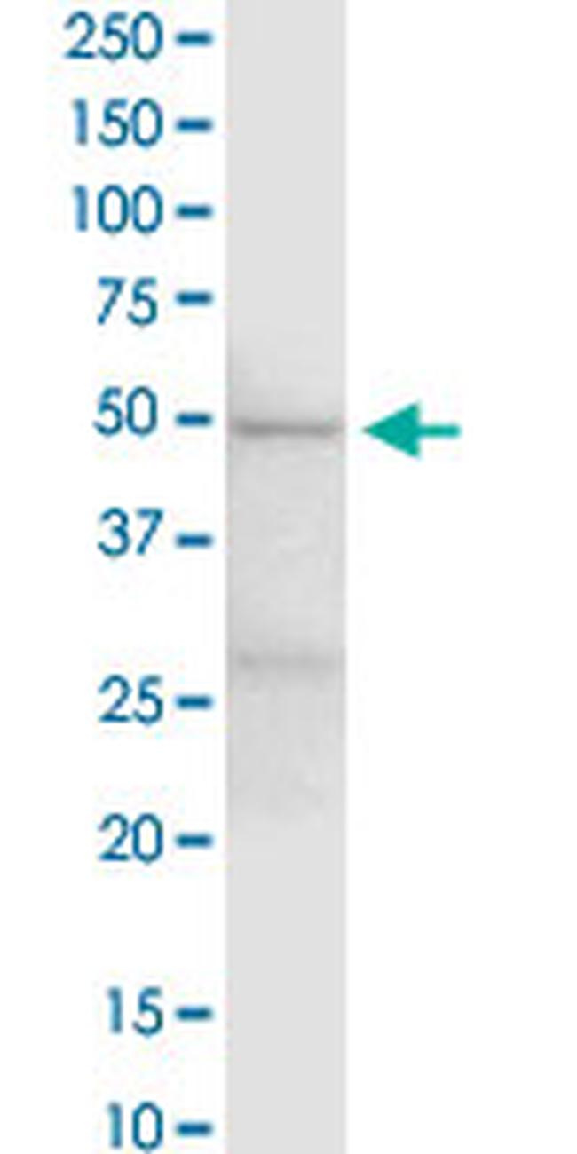 EEF1G Antibody in Western Blot (WB)