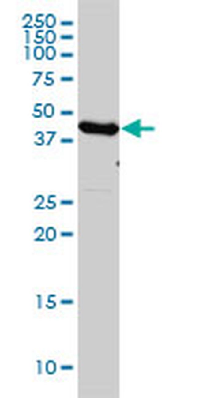 EEF1G Antibody in Western Blot (WB)