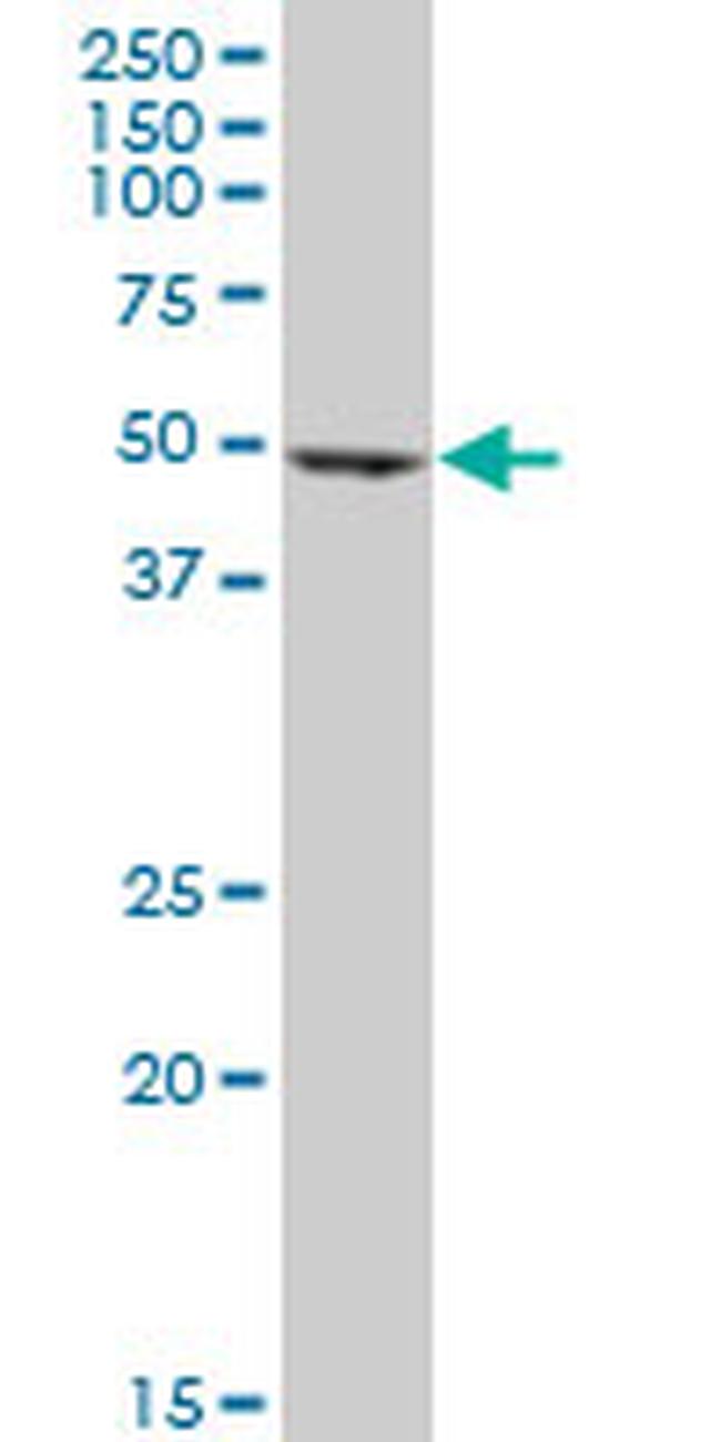 EEF1G Antibody in Western Blot (WB)