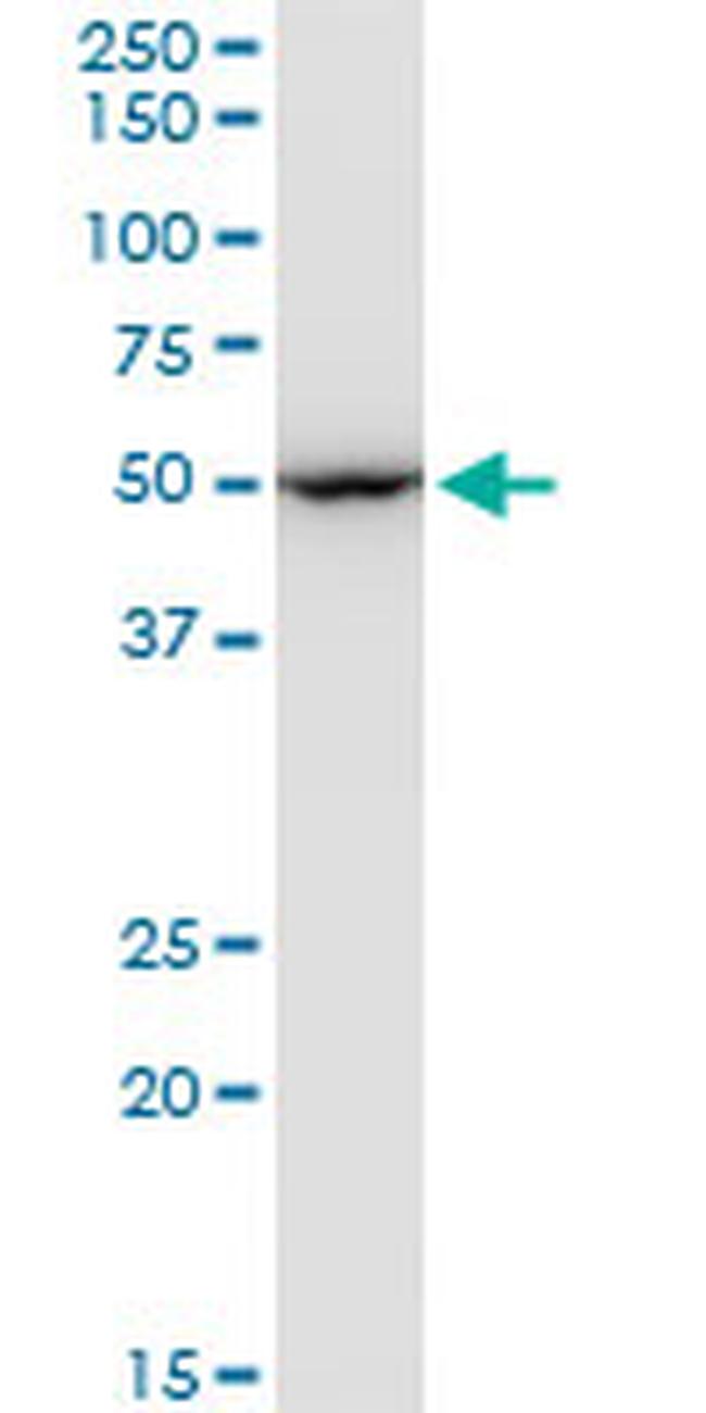 EEF1G Antibody in Western Blot (WB)