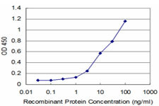 EGR1 Antibody in ELISA (ELISA)