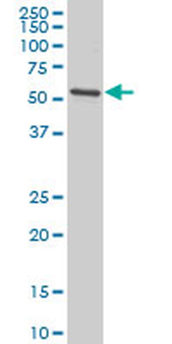 EGR1 Antibody in Western Blot (WB)