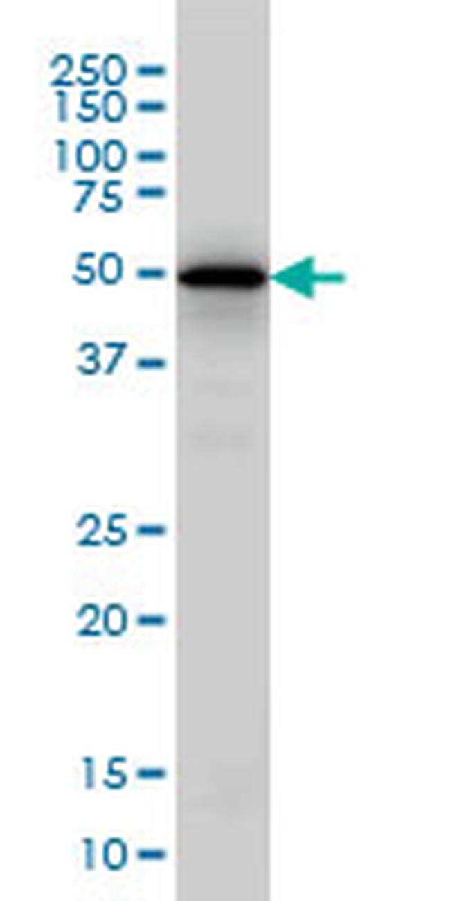 EGR1 Antibody in Western Blot (WB)