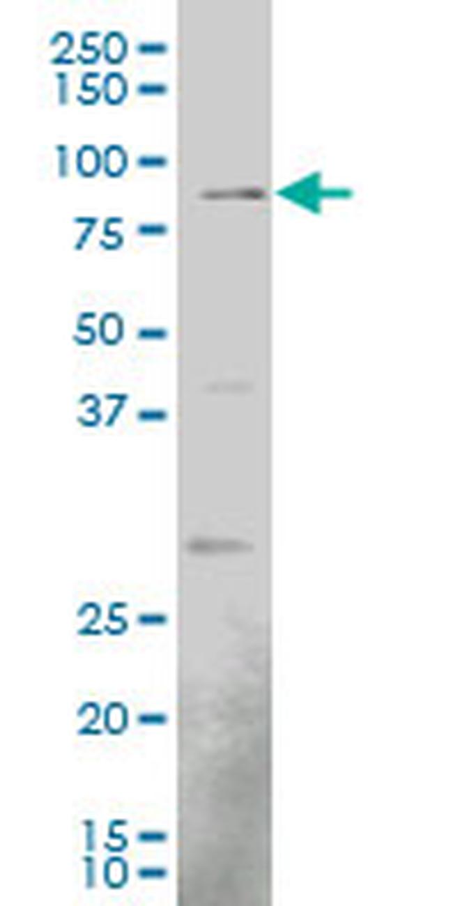 EGR1 Antibody in Western Blot (WB)