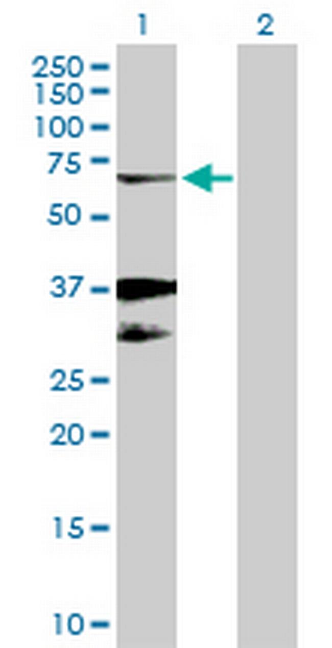 EGR2 Antibody in Western Blot (WB)