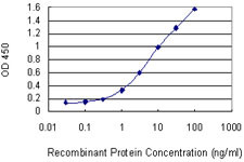 EGR2 Antibody in ELISA (ELISA)