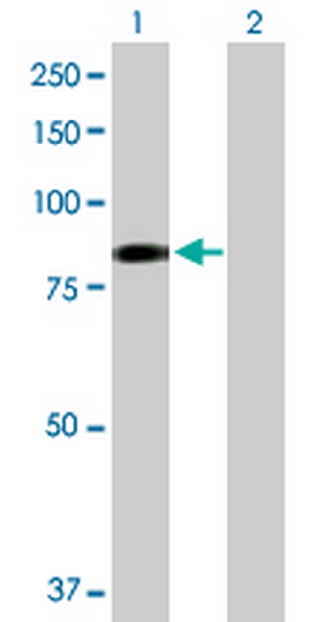 EHHADH Antibody in Western Blot (WB)