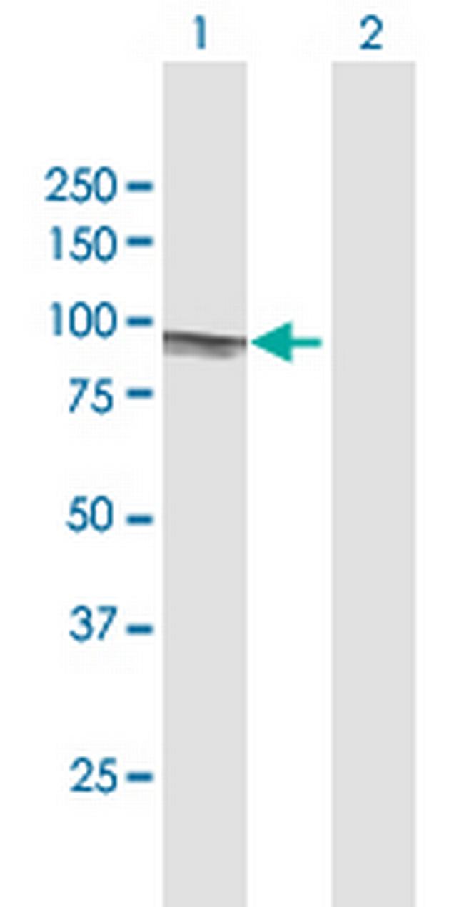 EIF4B Antibody in Western Blot (WB)