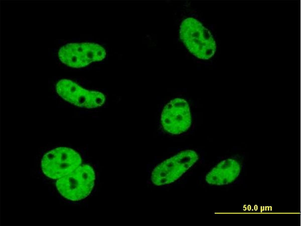 ELAVL1 Antibody in Immunocytochemistry (ICC/IF)