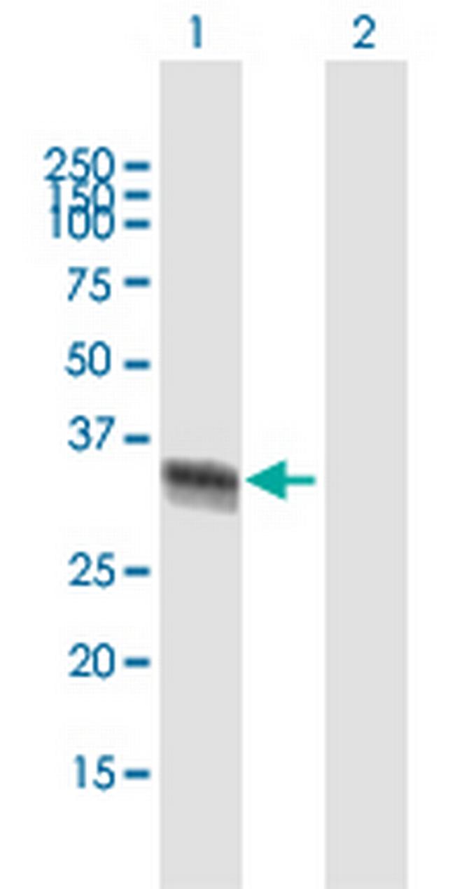 ELAVL4 Antibody in Western Blot (WB)