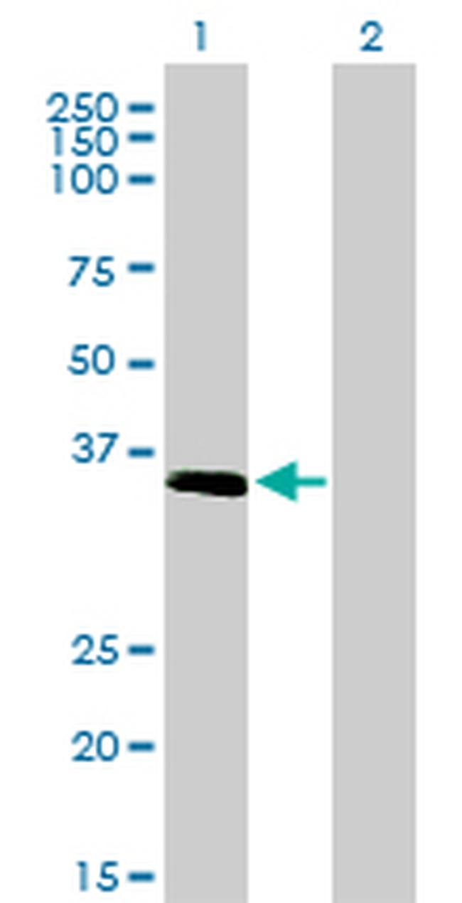 ELAVL4 Antibody in Western Blot (WB)