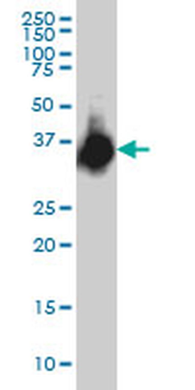 ELAVL4 Antibody in Western Blot (WB)