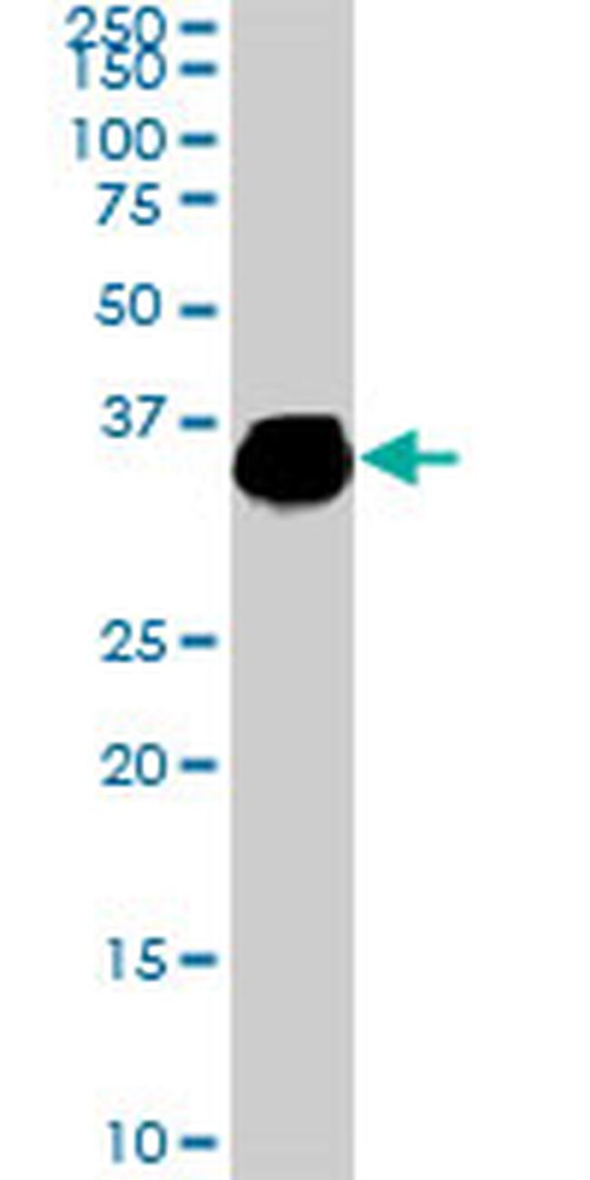 ELAVL4 Antibody in Western Blot (WB)