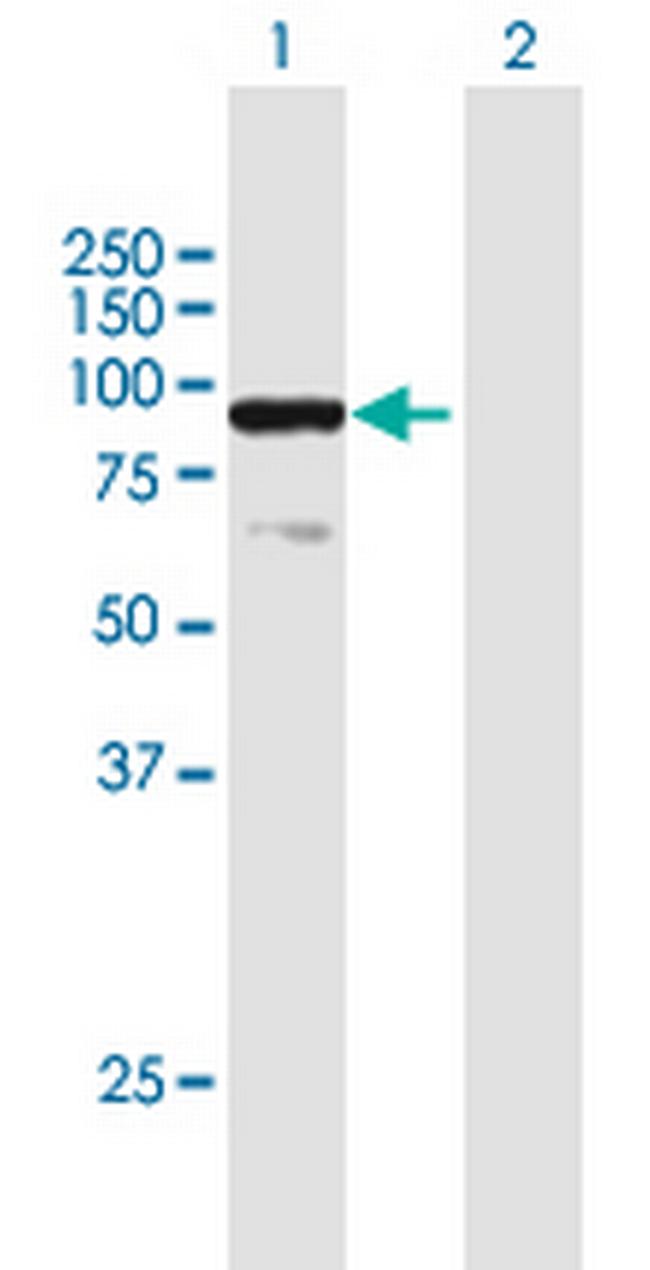 ELF1 Antibody in Western Blot (WB)