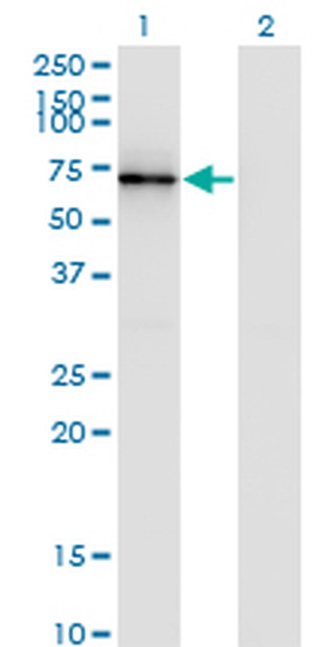 CTTN Antibody in Western Blot (WB)