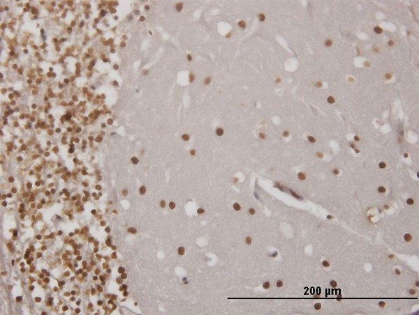 EN1 Antibody in Immunohistochemistry (Paraffin) (IHC (P))