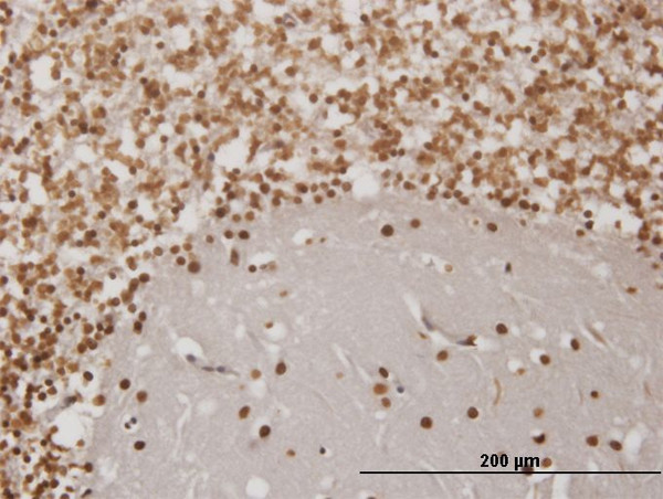 EN1 Antibody in Immunohistochemistry (Paraffin) (IHC (P))