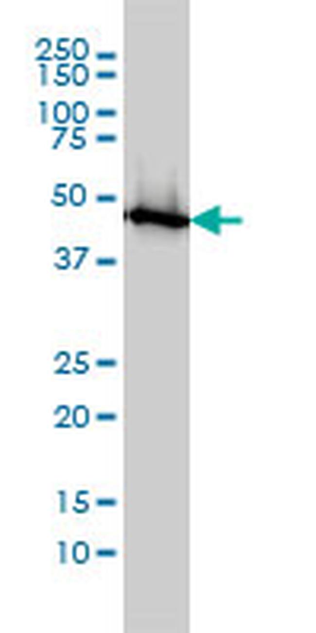 ENO1 Antibody in Western Blot (WB)