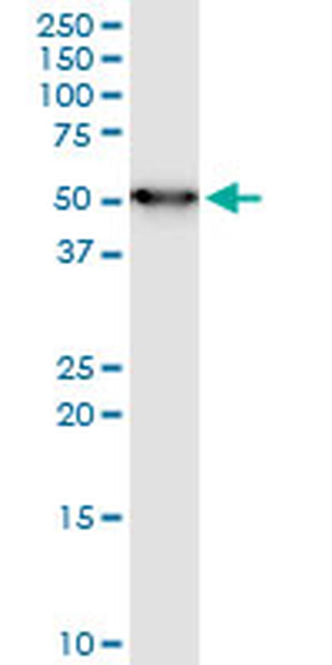 ENO1 Antibody in Western Blot (WB)