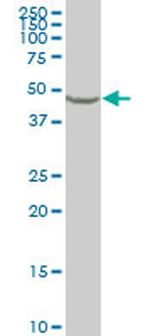 ENO1 Antibody in Western Blot (WB)