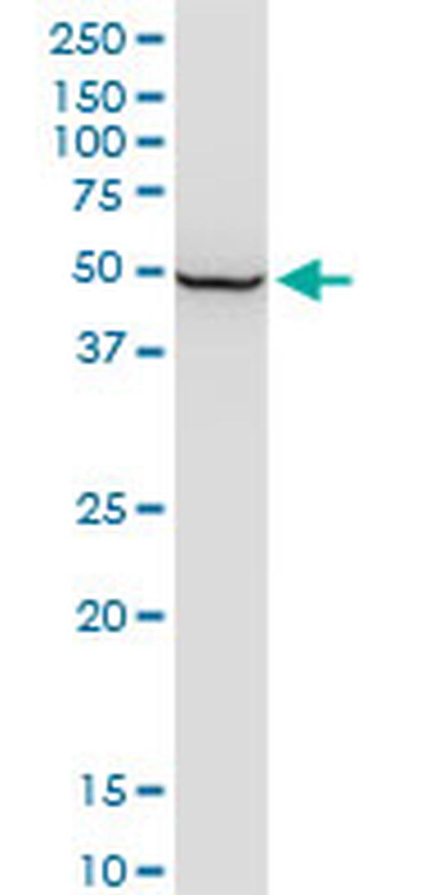 ENO1 Antibody in Western Blot (WB)