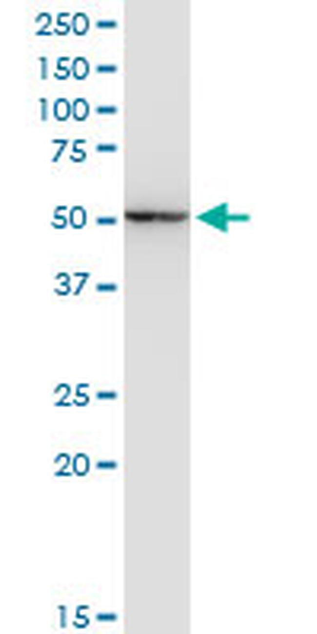 ENO1 Antibody in Western Blot (WB)