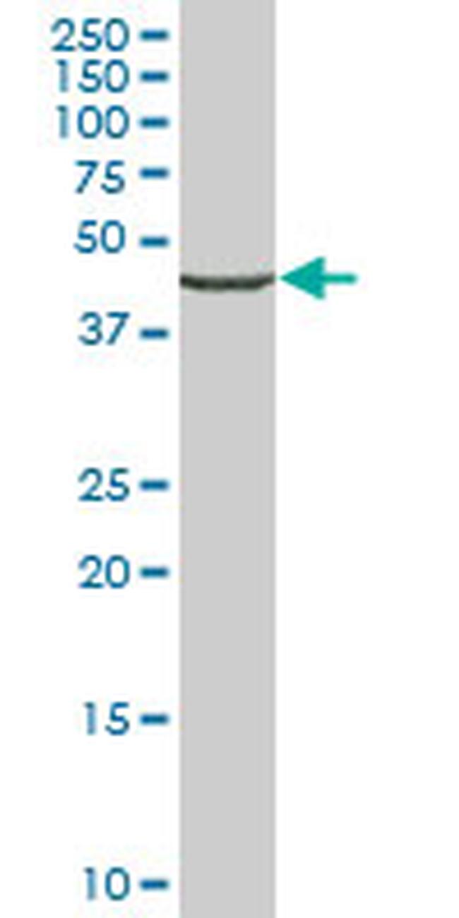 ENO1 Antibody in Western Blot (WB)