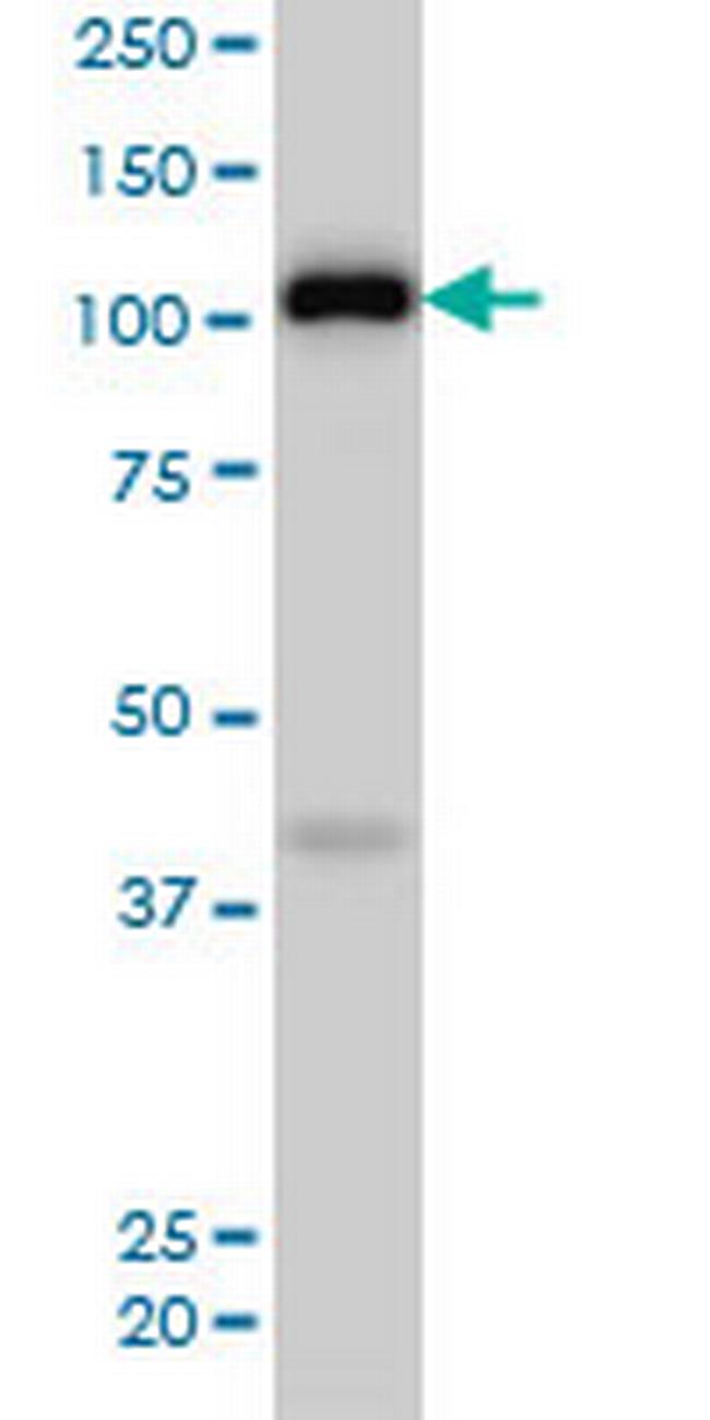 EPHA4 Antibody in Western Blot (WB)