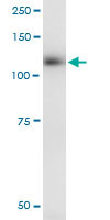 EPHB3 Antibody in Immunoprecipitation (IP)