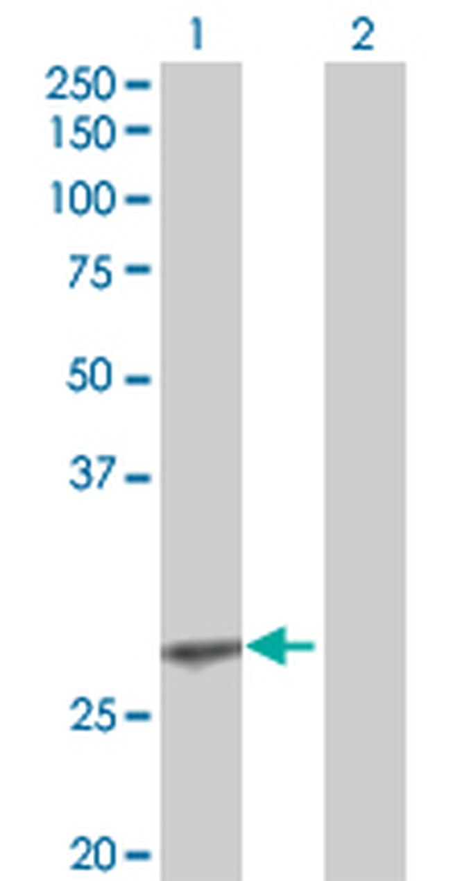 EPO Antibody in Western Blot (WB)