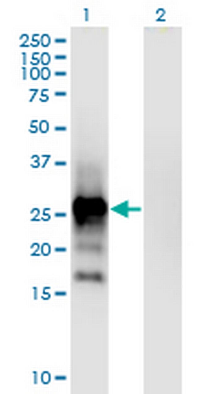 EPO Antibody in Western Blot (WB)