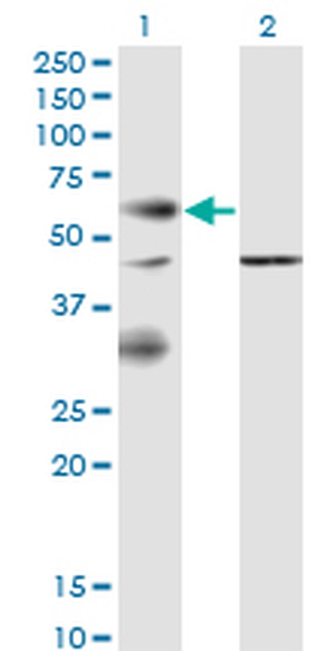 EPOR Antibody in Western Blot (WB)