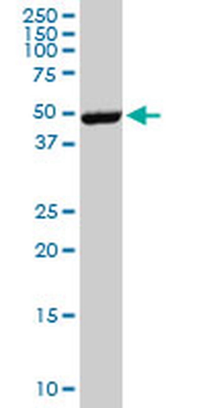 EPOR Antibody in Western Blot (WB)