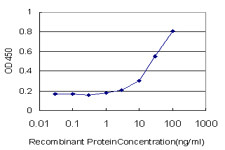 ERBB3 Antibody in ELISA (ELISA)