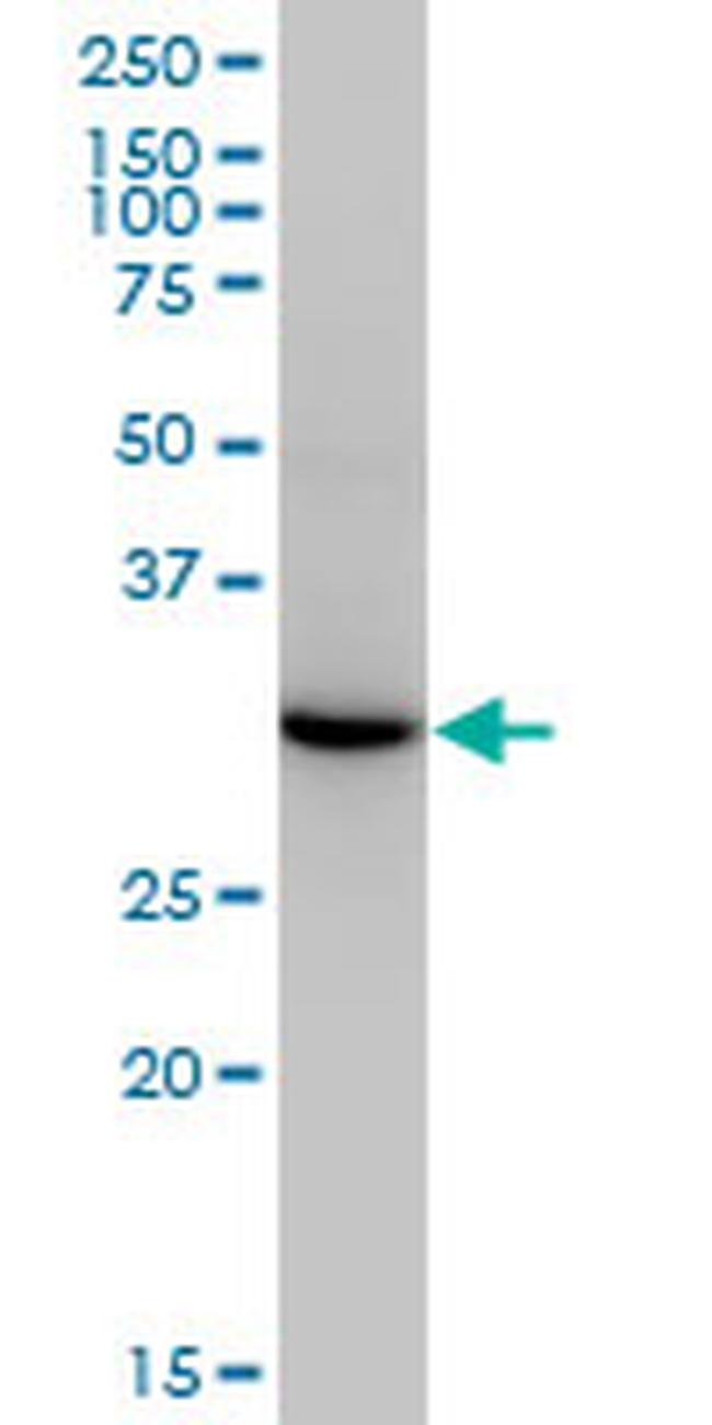 ESD Antibody in Western Blot (WB)