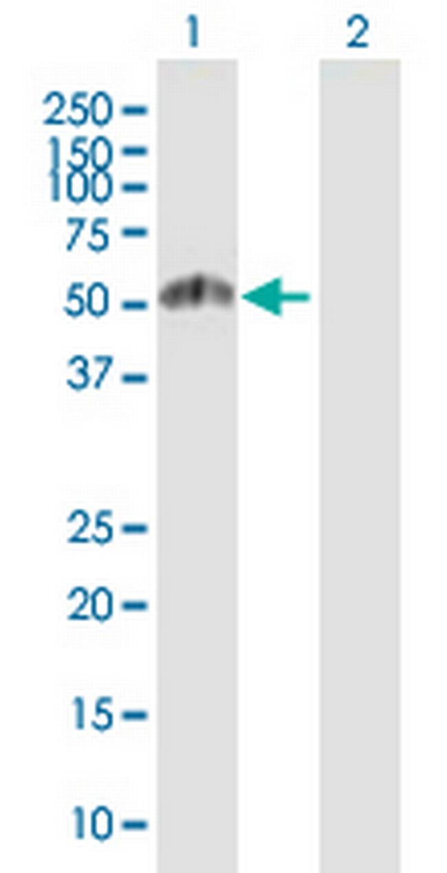 ESRRG Antibody in Western Blot (WB)