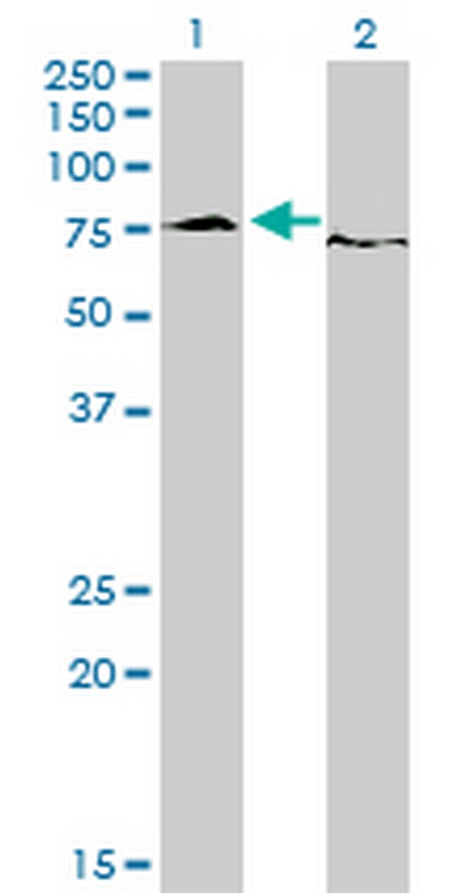 EWSR1 Antibody in Western Blot (WB)