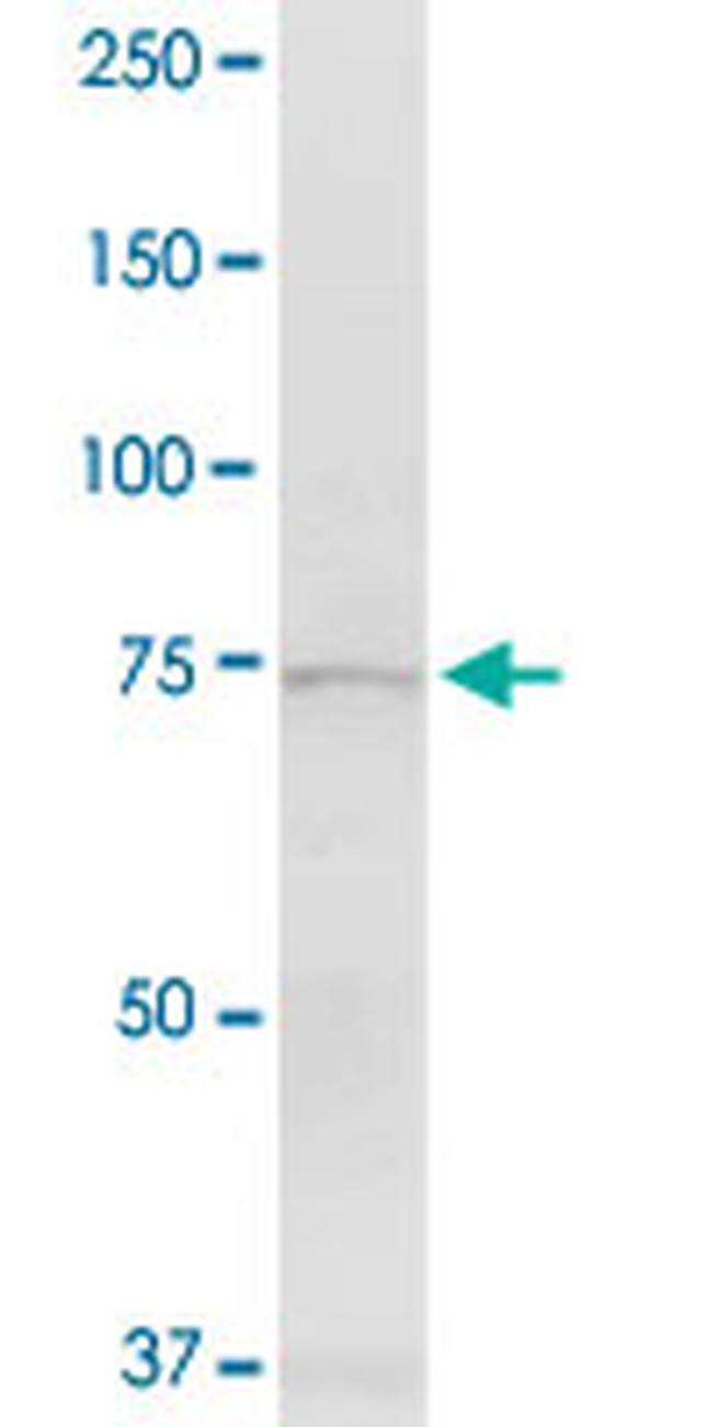 EXT1 Antibody in Western Blot (WB)