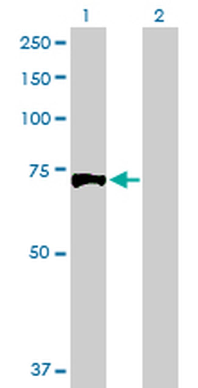 EXT1 Antibody in Western Blot (WB)